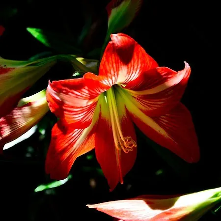 Moderna ジェノヴァ